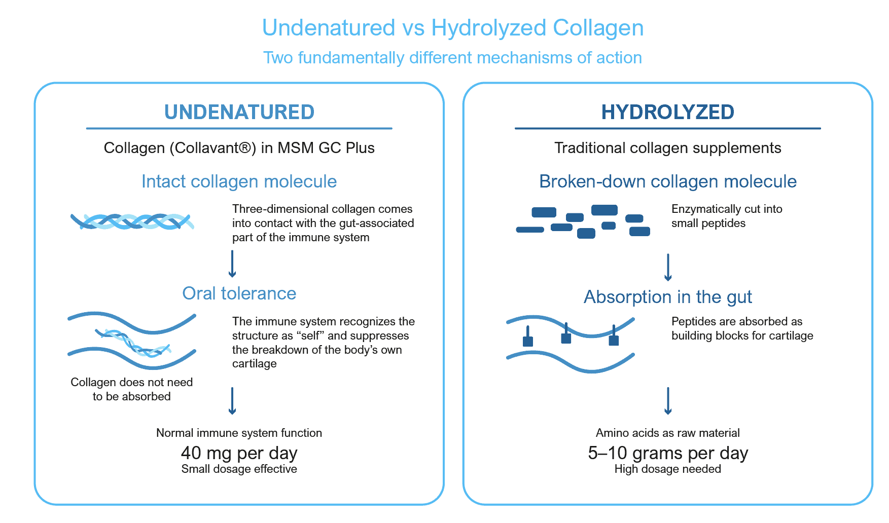 The Biochemical Process Description of the Physical Health Benefits of Supplementing with Kala Health Undenatured Collagen Type II
