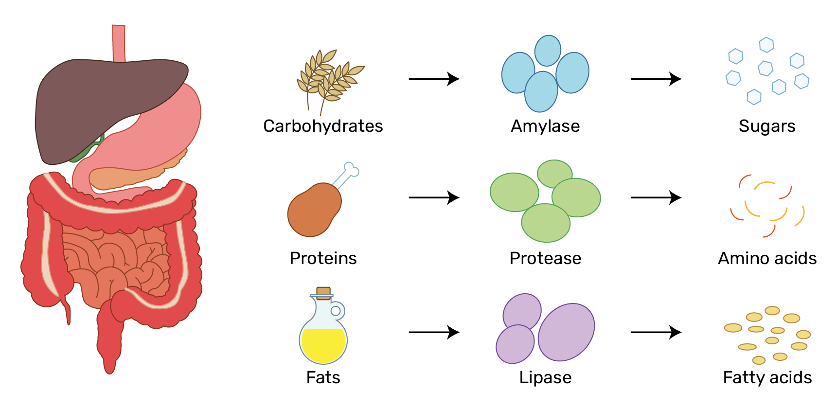 Spijsvertering EN@2x The explanation of how enzymes work in the intestines