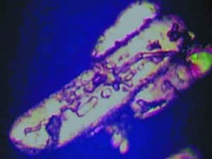 Unpure MSM crystals after the crystallisation method, under a microscope
