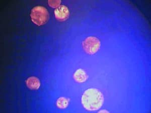 clean, pure MSM crystals under a microscope, after 4-stage distillation