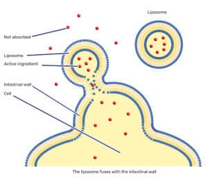 Illustration of liposomal absorption: the liposome fuses with the intestinal wall. The diagram shows a liposome containing active ingredients merging with the cell membrane of the intestinal wall, delivering the active substances directly into the cell. Unprotected ingredients (red crosses) are not absorbed.