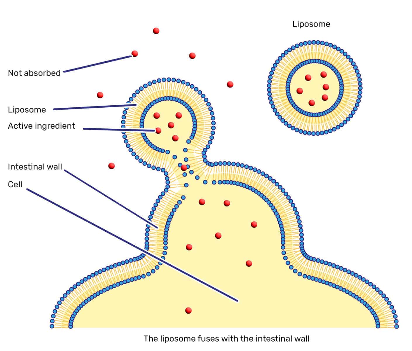 liposomal glutathione bioavailability randomized trial study Evaluating the Clinical Studies of Lipomac Liposomal Glutathione Reduced Oxidative Stress Oral delivery of glutathione: antioxidant