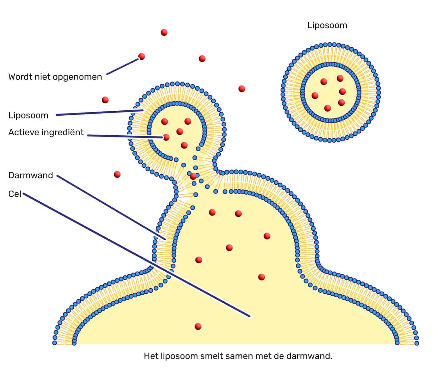 glutathione liposomal direct Glow with ghk cu