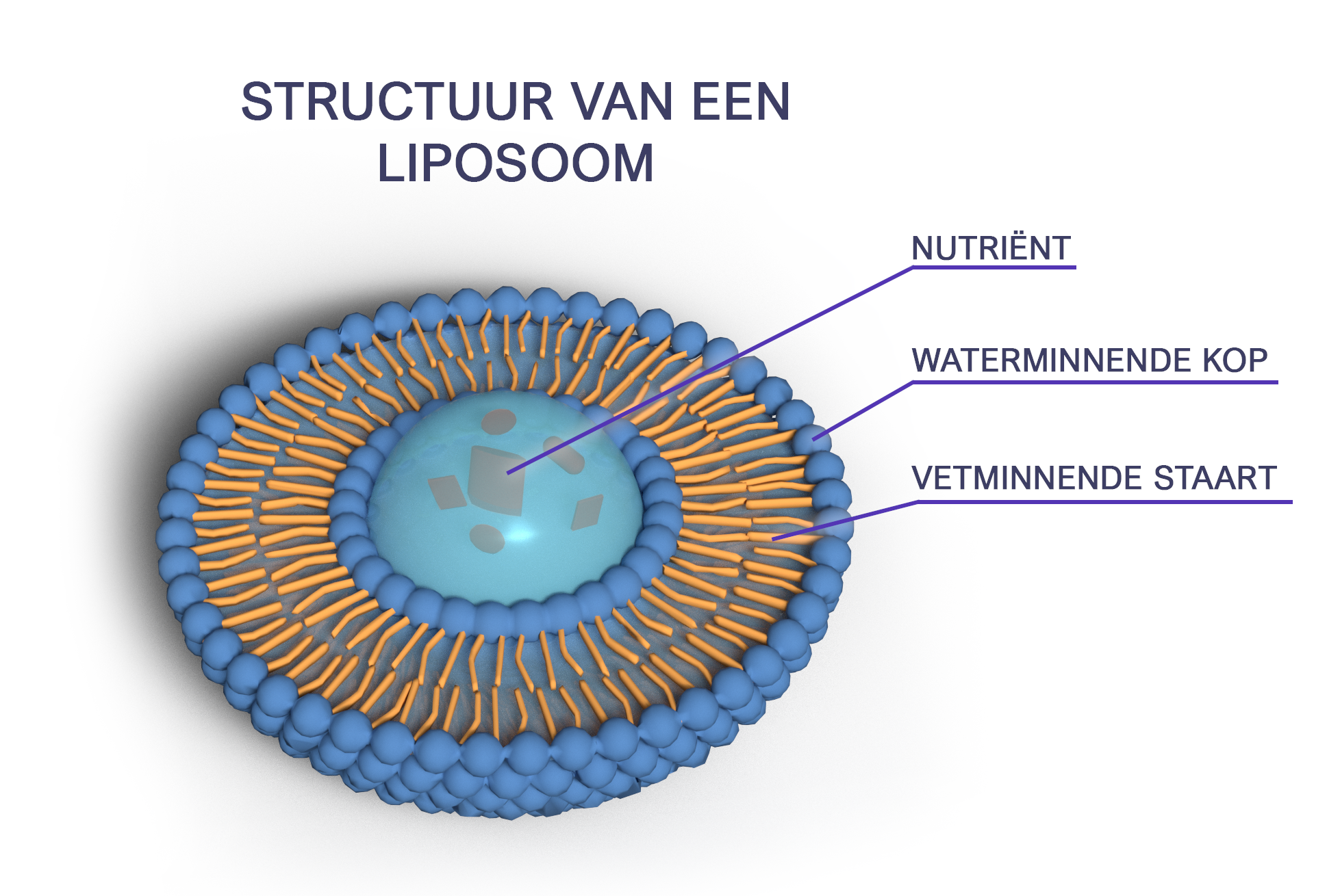 does liposomal glutathione work evidence liposomal capsules