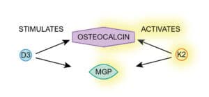 Schematic overview: vitamin D3 stimulates the production of osteocalcin and MGP, vitamin K2 activates both proteins.
