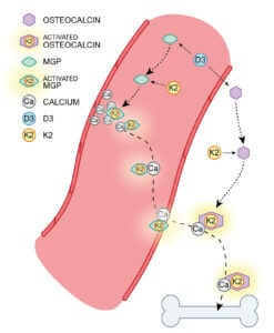 Schematic representation of the action of vitamin D3 and K2: D3 stimulates the production of osteocalcin and MGP, K2 activates both proteins, after which calcium is directed away from blood vessels and built into bone.