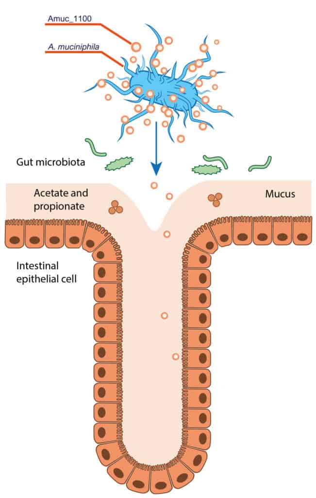 Akkermansia muciniphila with Amuc_1100 proteins in the gut mucus layer, above the intestinal epithelial cells.